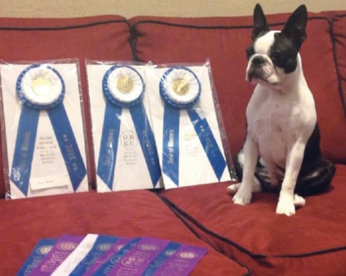 Boston Terriers Boston Terriers