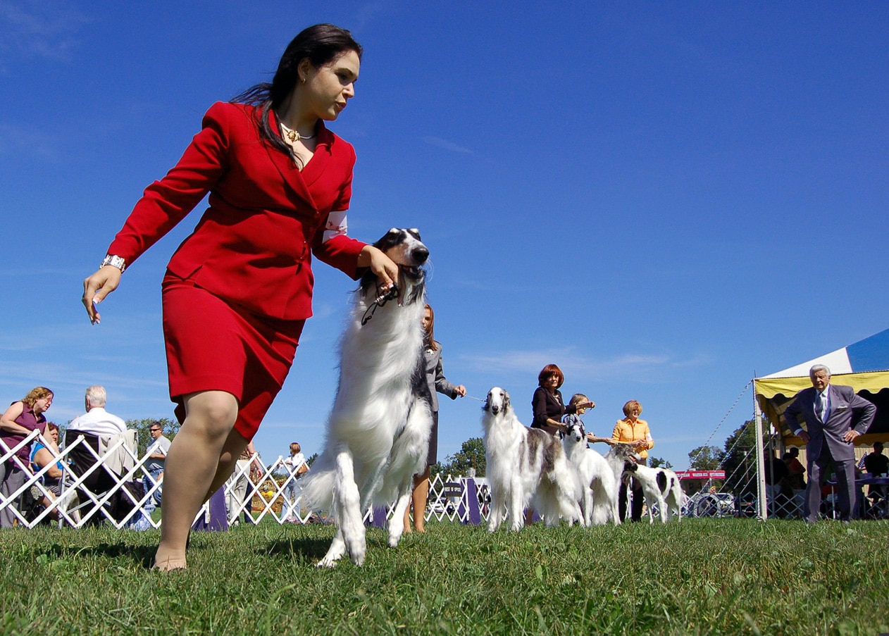 Owner-Handler Contribution to the Legacy of Purebred Dogs Owner-Handler Contribution to the Legacy of Purebred Dogs