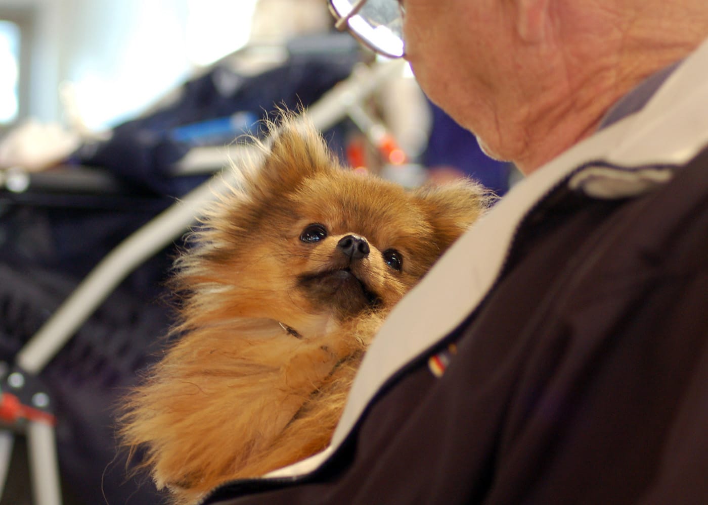 Owner-Handler Contribution to the Legacy of Purebred Dogs Owner-Handler Contribution to the Legacy of Purebred Dogs