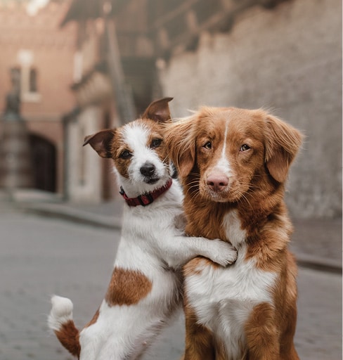 Dog Behavior | Temperament, Personality and Soundness