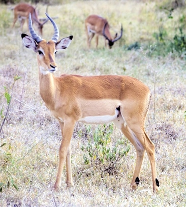 Proportionally Speaking: The Square, Agile African Basenji