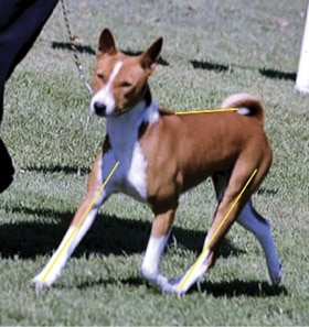 Proportionally Speaking: The Square, Agile African Basenji