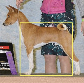 Proportionally Speaking: The Square, Agile African Basenji