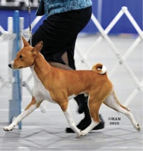Proportionally Speaking: The Square, Agile African Basenji