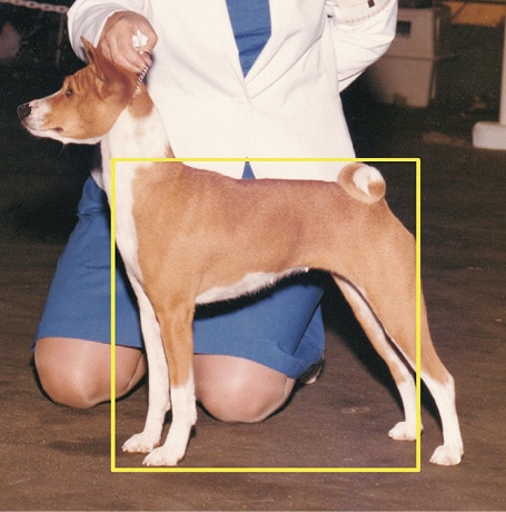 Proportionally Speaking: The Square Basenji Proportionally Speaking: The Square Basenji