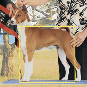 Proportionally Speaking: The Square, Agile African Basenji