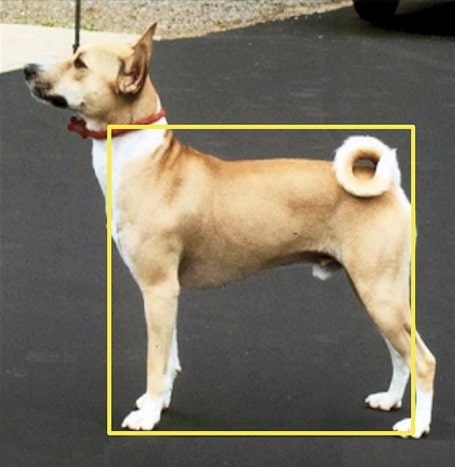 Proportionally Speaking: The Square Basenji Proportionally Speaking: The Square Basenji