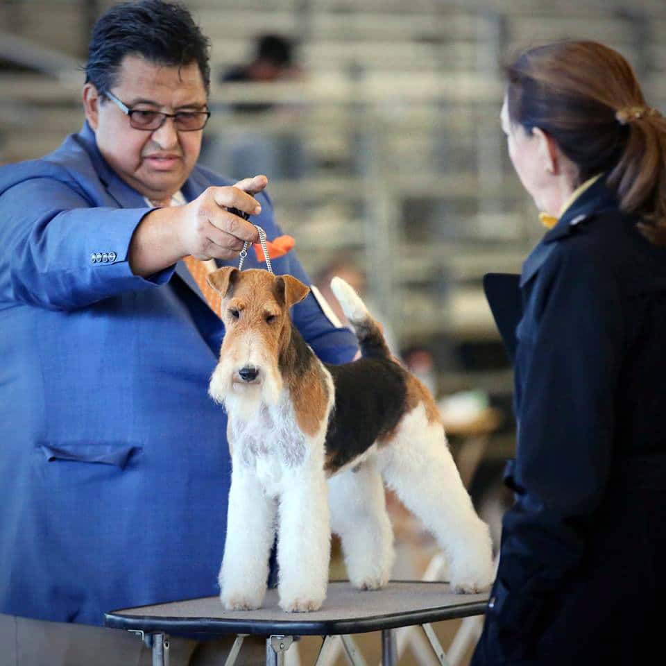 Lee Whittier the Dog Show Mentor Lee Whittier the Dog Show Mentor