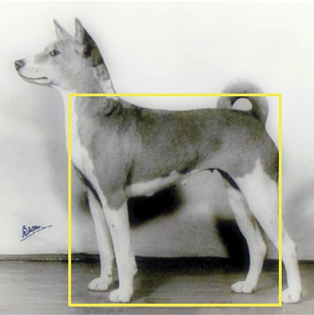 Proportionally Speaking: The Square Basenji Proportionally Speaking: The Square Basenji
