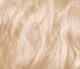 Soft Coated Wheaten Terrier Coat and Color Soft Coated Wheaten Terrier Coat and Color