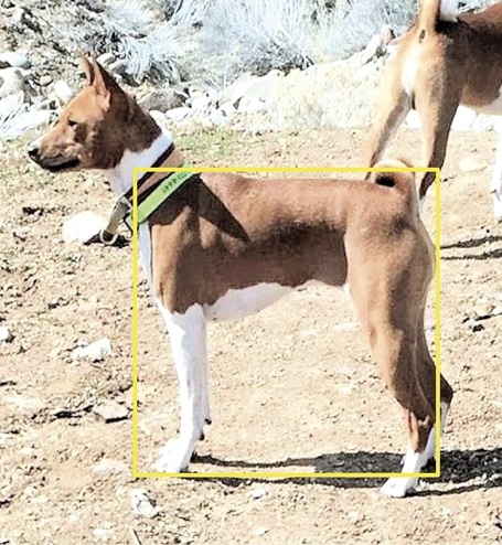 Proportionally Speaking: The Square Basenji Proportionally Speaking: The Square Basenji