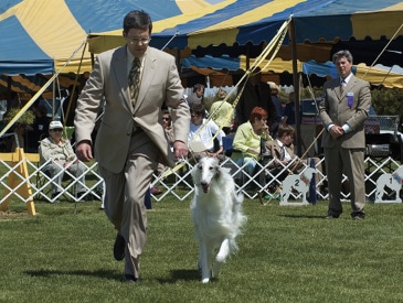 Solving The Borzoi Puzzle | Allowing the Pieces to Fall into Place Solving The Borzoi Puzzle | Allowing the Pieces to Fall into Place