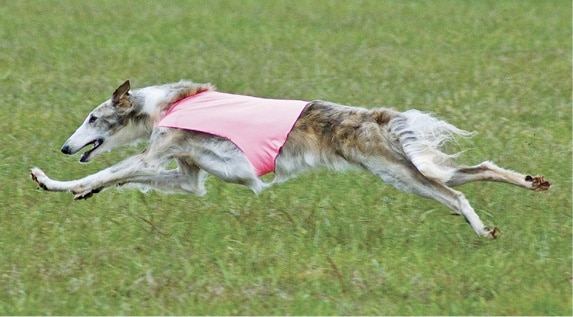Solving The Borzoi Puzzle | Allowing the Pieces to Fall into Place