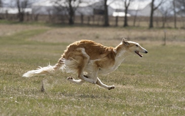 Solving The Borzoi Puzzle | Allowing the Pieces to Fall into Place Solving The Borzoi Puzzle | Allowing the Pieces to Fall into Place