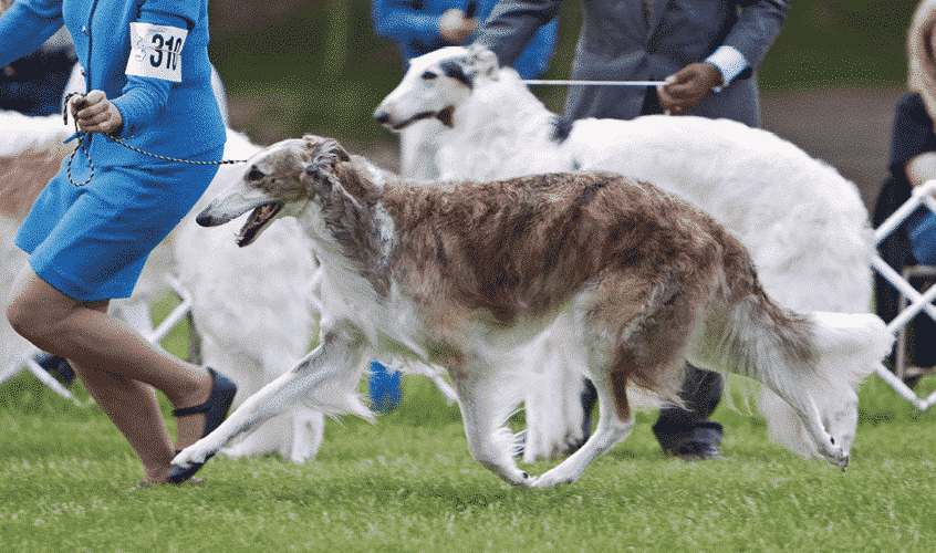 Solving The Borzoi Puzzle | Allowing the Pieces to Fall into Place Solving The Borzoi Puzzle | Allowing the Pieces to Fall into Place