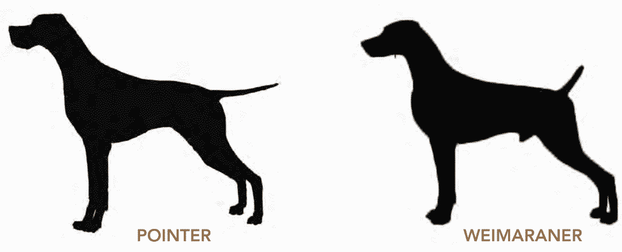 The Hallmarks of the German Shorthaired Pointer The Hallmarks of the German Shorthaired Pointer