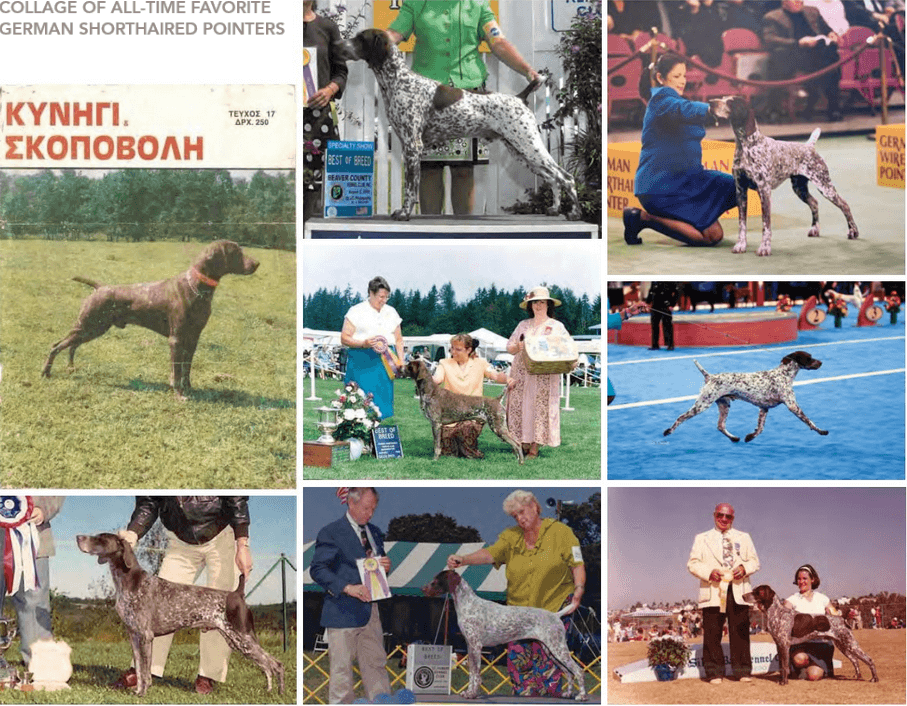 The Hallmarks of the German Shorthaired Pointer The Hallmarks of the German Shorthaired Pointer