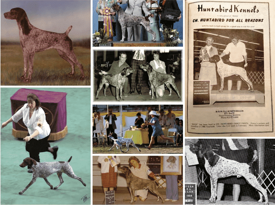 The Hallmarks of the German Shorthaired Pointer