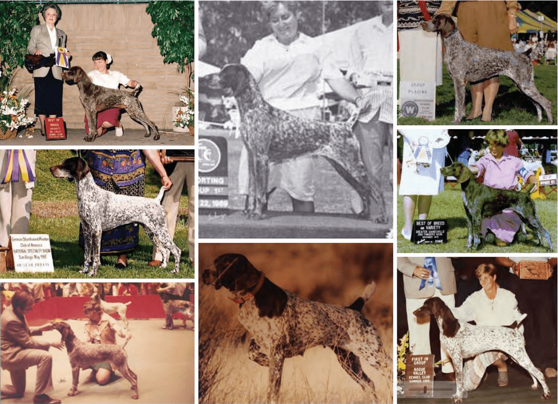 The Hallmarks of the German Shorthaired Pointer The Hallmarks of the German Shorthaired Pointer