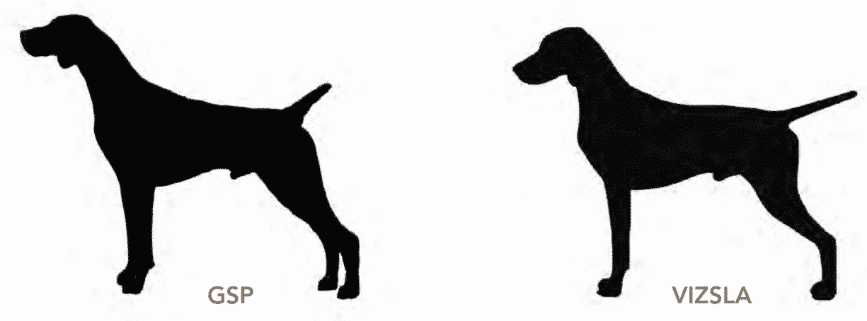 The Hallmarks of the German Shorthaired Pointer The Hallmarks of the German Shorthaired Pointer