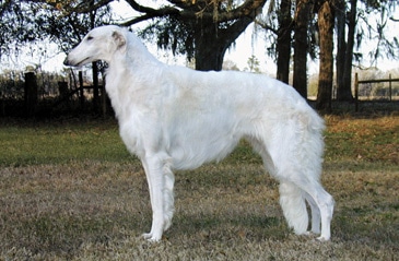 Solving The Borzoi Puzzle | Allowing the Pieces to Fall into Place Solving The Borzoi Puzzle | Allowing the Pieces to Fall into Place