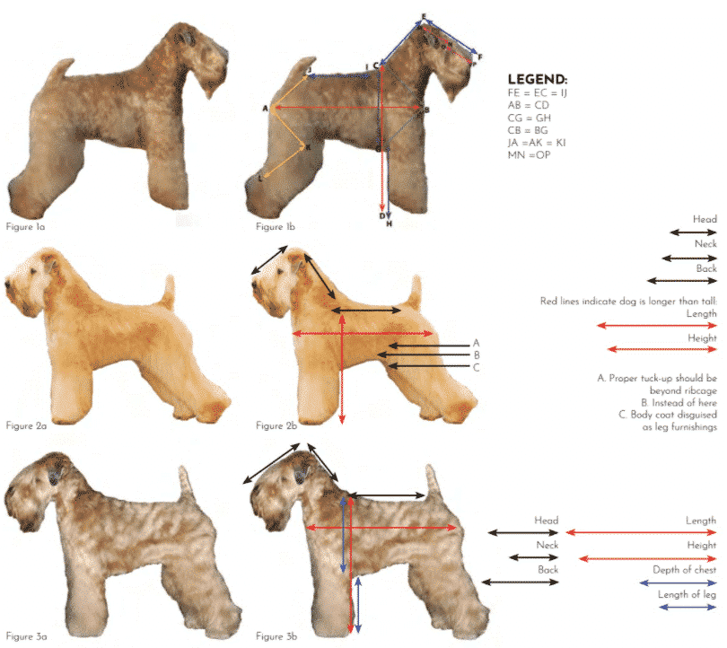 Soft Coated Wheaten Terrier | What's Under that Coat? Soft Coated Wheaten Terrier | What's Under that Coat?