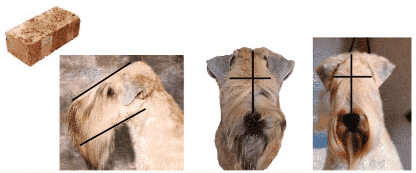 Soft Coated Wheaten Terrier | What's Under that Coat? Soft Coated Wheaten Terrier | What's Under that Coat?