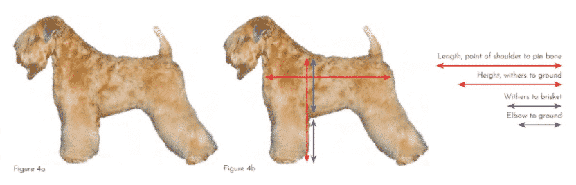 Soft Coated Wheaten Terrier | What's Under that Coat? Soft Coated Wheaten Terrier | What's Under that Coat?