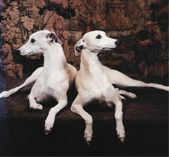 Iva Kimmelman | Merci Isle Whippets : Iva Kimmelman | Merci Isle Whippets :