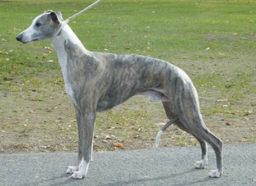 Iva Kimmelman | Merci Isle Whippets : Iva Kimmelman | Merci Isle Whippets :