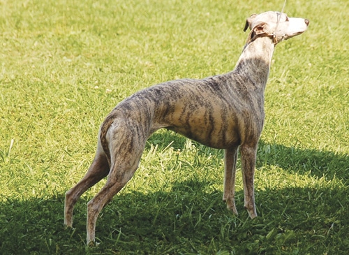 Iva Kimmelman | Merci Isle Whippets : Iva Kimmelman | Merci Isle Whippets :