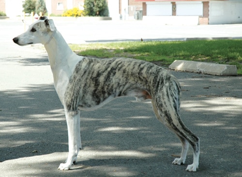 Iva Kimmelman | Merci Isle Whippets : Iva Kimmelman | Merci Isle Whippets :