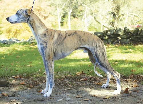 Iva Kimmelman | Merci Isle Whippets : Iva Kimmelman | Merci Isle Whippets :
