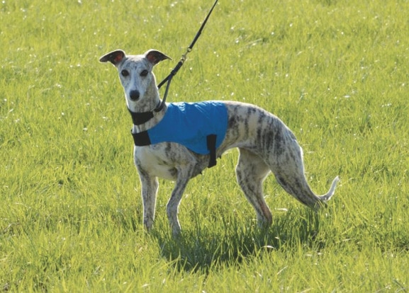 Merci Isle Whippets | Iva Kimmelman