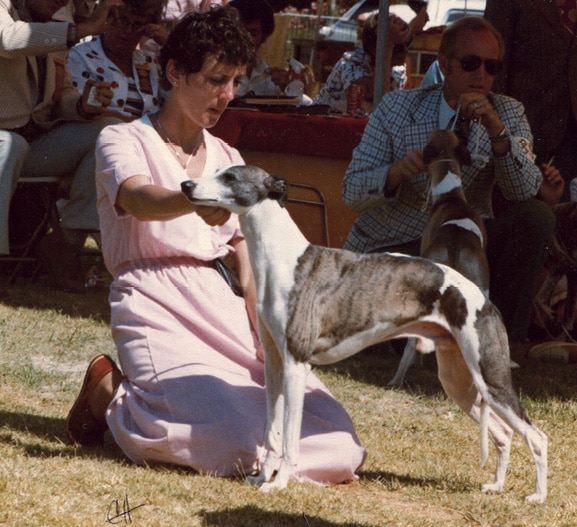 Merci Isle Whippets | Iva Kimmelman
