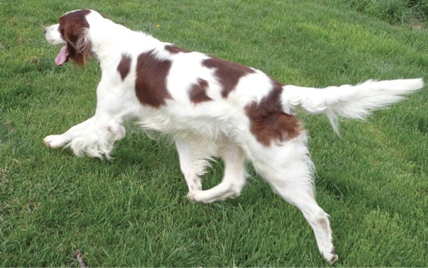 Judging the Irish Red and White Setter Breed