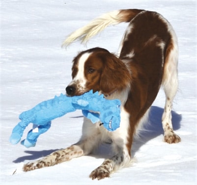 Irish Red and White Setter | Breed Judging Irish Red and White Setter in the snow with a blue toy in its mouth