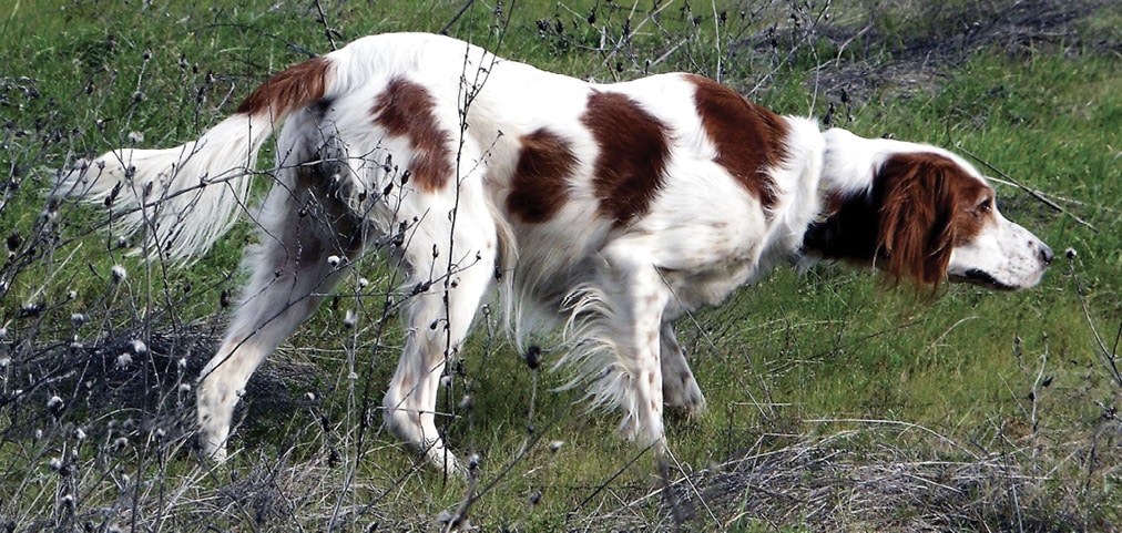 Irish Red and White Setter | Breed Judging Irish Red and White Setter in the field