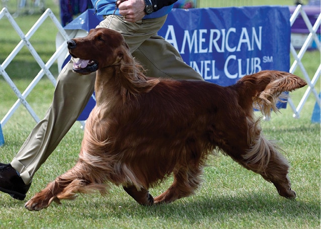 Irish Setter Standard Irish Setter gait in the dog show ring