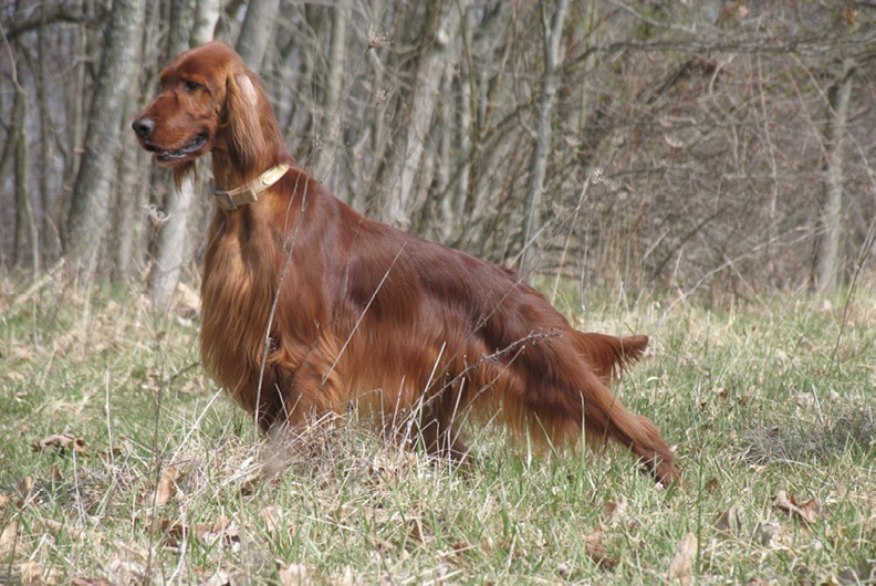 The Irish Setter Standard | An Active, Aristocratic Bird Dog! “Fiona” is a Dual! Formally known as DC Mythodical Fiona of Dualuc, she earned an Award of Merit at our breed’s national.