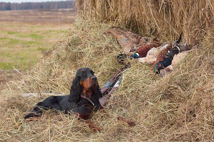 Gordon Setter Dog lying outside