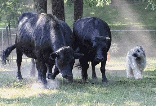 Bouvier des Flandres: A Farmer's Dog Bouvier des Flandres: A Farmer's Dog
