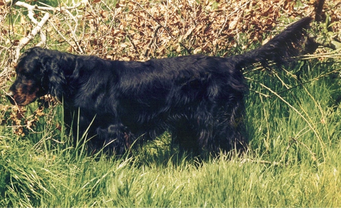 Gordon Setter Club of America Gordon Setter Club of America