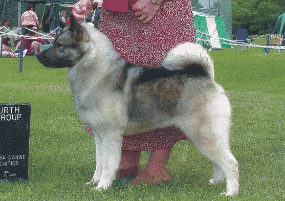 Norwegian Elkhounds | Breed Judging Side photo of a Norwegian Elkhound at a dog show.
