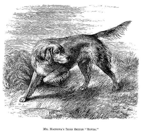 Illustration of Mr. Macdona's Irish Setter "Rover"