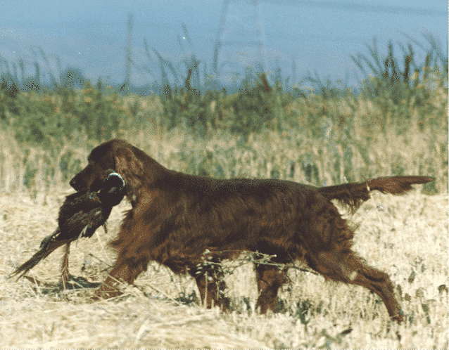Irish Setter Standard Irish Setter in the field