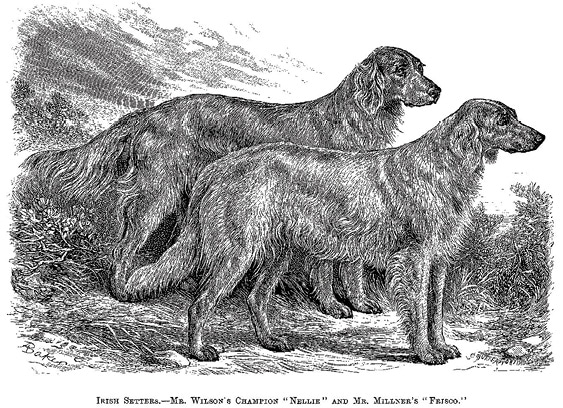 Irish Setter Standard Illustration of Mr. Wilson's Champion "Nellie "and Mr. Millner's "Frisco"