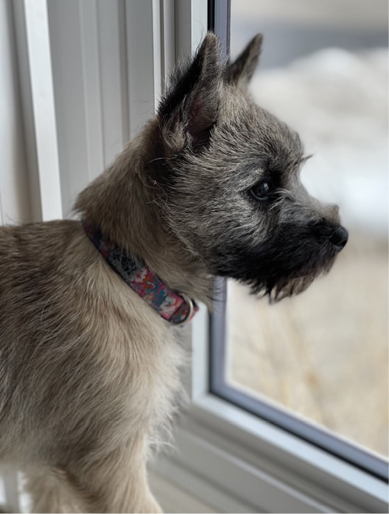 Cairn Terrier Breed Standard | General Foxy Expression Cairn Terrier Breed Standard | General Foxy Expression
