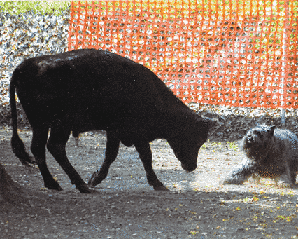 Bouvier des Flandres: A Farmer's Dog Bouvier des Flandres: A Farmer's Dog