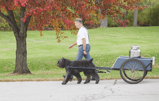 Bouvier des Flandres: A Farmer's Dog Bouvier des Flandres: A Farmer's Dog